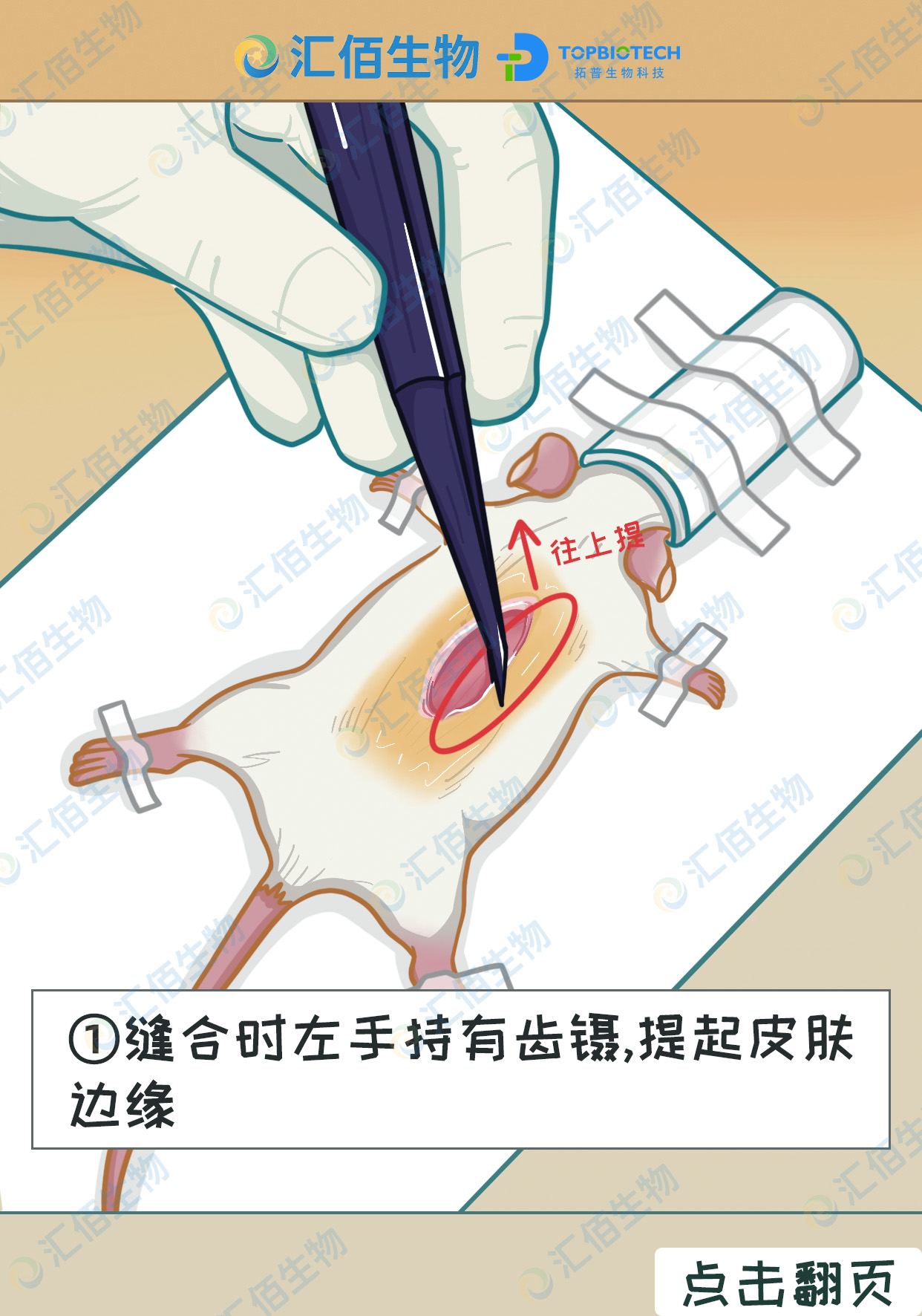 01步骤一,缝合时左手持有齿镊,提起皮肤 边缘.jpg